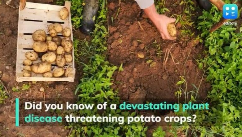 Potato Blight: scientists are using AI to prevent potato-related future famines