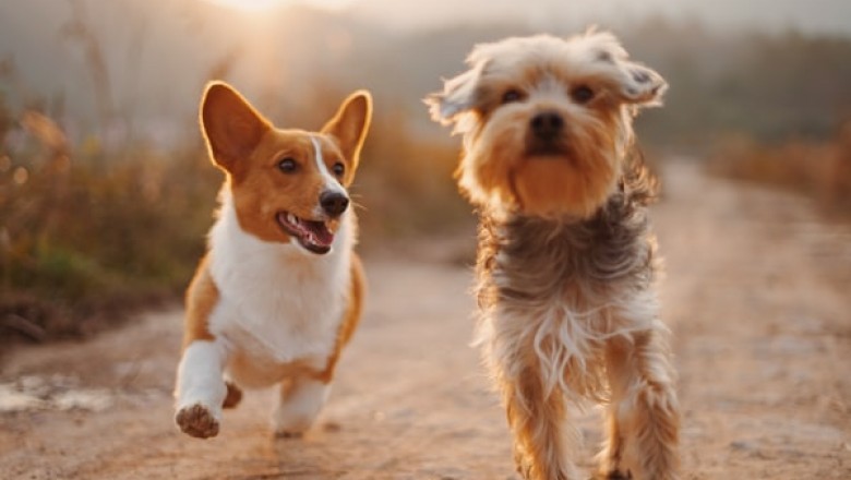 3 Types of Supplies, Such as Dog Clippers You Must Learn About