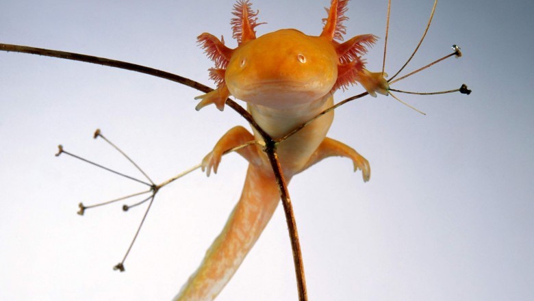 Top 100 Reptiles & Amphibians in Toowoomba