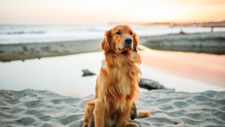 Why Do You Need a Proper Reason to Use Vegan Dog Food?