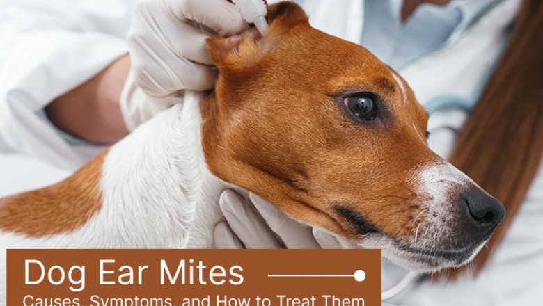 Dog Ear Mites: Causes, Symptoms, and How to Treat Them