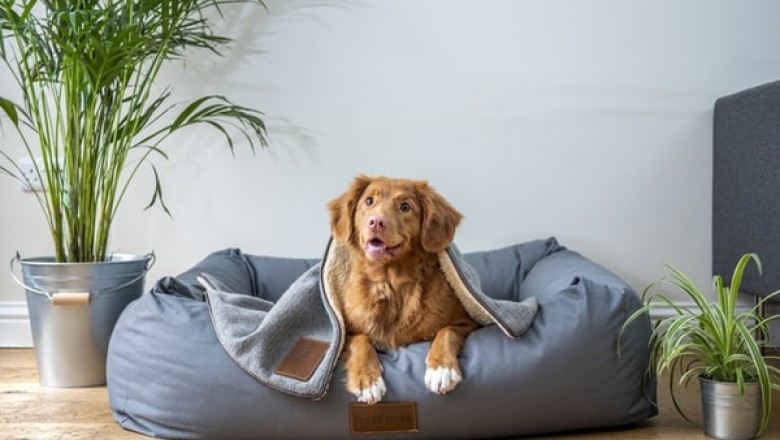 4 Reasons to Switch Over to Ziwi Peak Dog Food