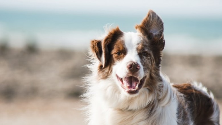 4 Ways Of Making Dog Crates More Friendly For Your Pet