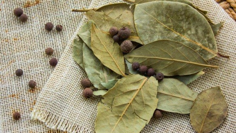 Bay Leaf (Laurel Leaf) is a culinary herb that is also used to make medicine.