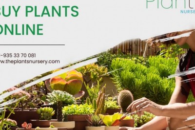 The plants nursery - buy plants online Bangalore