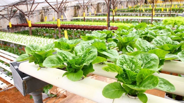 Greenhouse Produce is increasingly witnessing high demand due to their superior quality and environment-friendly products