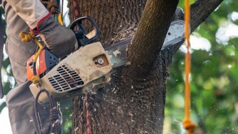 Treatment Provided By Tree Surgeons Rumford