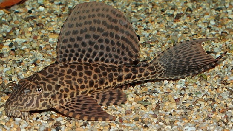 plecos that stay small