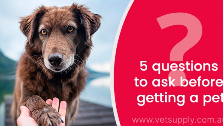 5 questions to ask before getting a pet