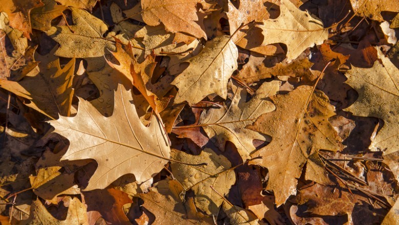 Custodia: One of the Best Elderly Care Companies