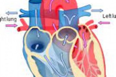 Cardiologists Serving the Houston Area |modernheartandvascular visit our website