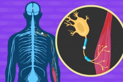 Amyotrophic Lateral Sclerosis (ALS) Treatment  is largely affected by the age of the patient
