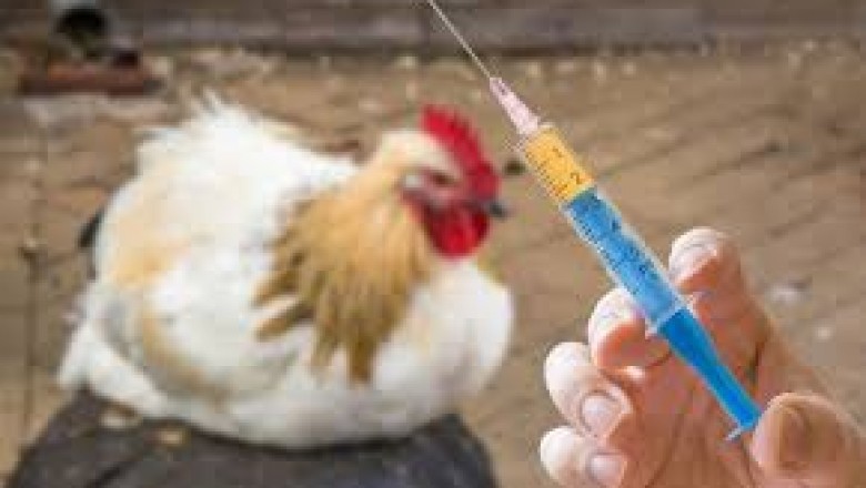 Animal Antimicrobials and Antibiotics for animals are widely used for disease treatment, prevention, and control.