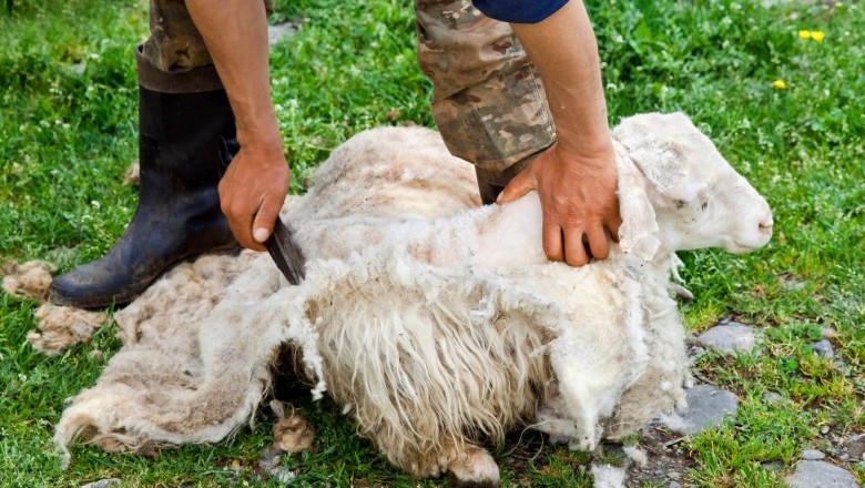 Guide to Raising Sheep - Simple and Straightforward Tricks to Know Just before You Raise Sheep