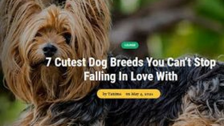 Popular Dog Breeds