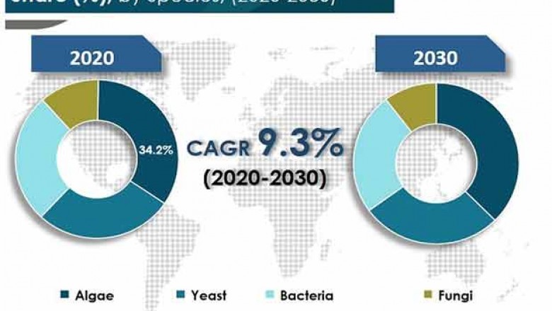 Single Cell Protein Market - Global Industry Report, 2031