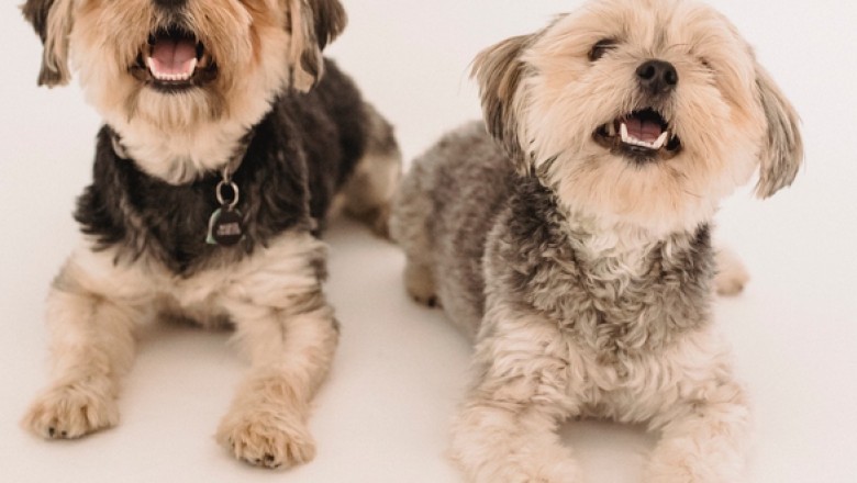 private dog training services shelby township