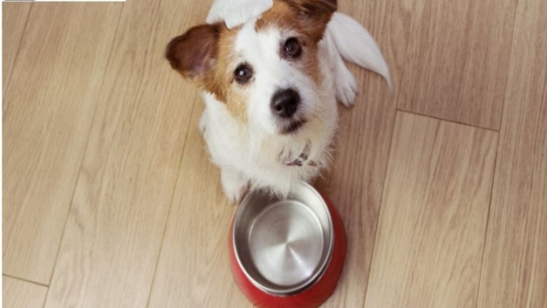 Quality Dog Food For Your Beloved Friend