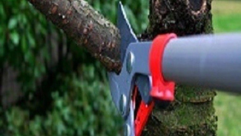 Tree Removal in Tauranga