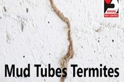 Pest Control Services in Andheri by Sadguru Pest Control