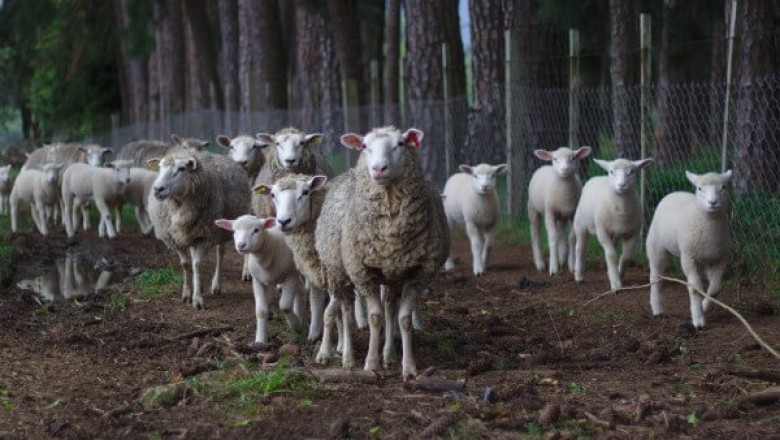 The use of Animal Genetics is proving to be effective for improving animal growth, health, and utilization of nutrients
