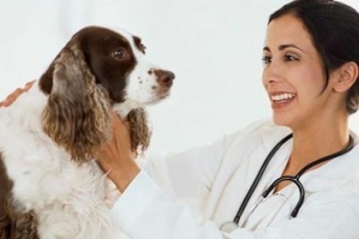 In North America, Companion Animal Drugs are used to treat, manage, or alleviate disease in companion animals.