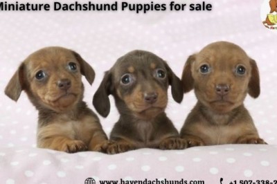 Miniature Dachshund Puppies