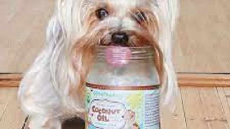 Coconut Oil For Cats