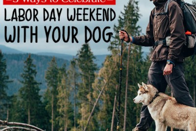5 Ways to Celebrate Labor Day Weekend with your Dog