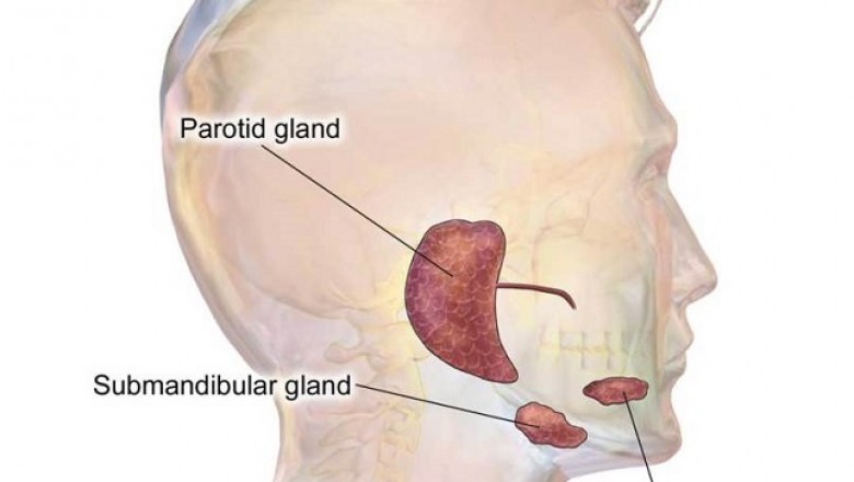 Salivary Gland Cancer Treatment Market: An Insight on the Important Factors and Trends Influencing the Market | Foreseen Till 2028