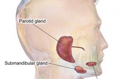 Salivary Gland Cancer Treatment Market: An Insight on the Important Factors and Trends Influencing the Market | Foreseen Till 2028