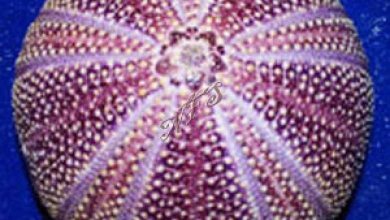 Surprising Facts You Would Love to Know About English Channel Sea Urchin