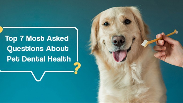 The Top 7 Most Asked Questions About Pet Dental Health