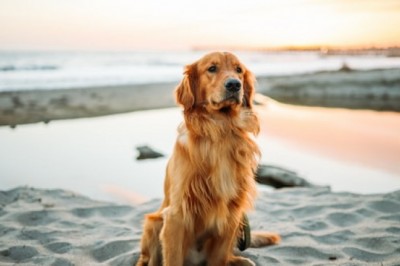 Why Are Dog Cages Necessary?