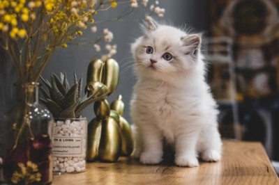 Why Is Crystal Cat Litter So Popular?