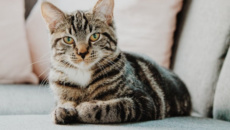 Why Is the Cat Scratching Post Necessary?