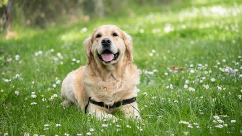 Why Should Your Pets Use Dog Crates?