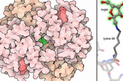 Demand Scenario of Advanced Glycation End Products Market to Remain Positive Through 2020-2027