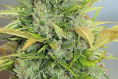 Fiber is the Main thing for which You Should Buy Lowryder Seeds