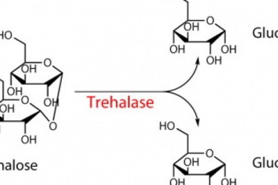 Global Trehalose Market Size, Manufacturers 2021-2027