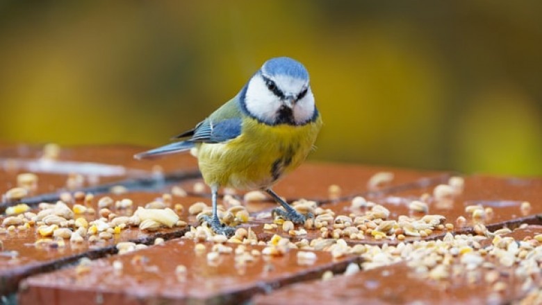 How to Feed Your Avian Companion Vetafarm Pellets
