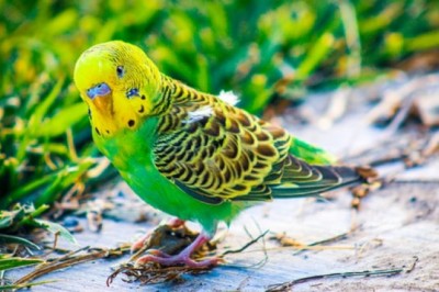 Top 3 Reasons for Which Your Parrot Needs Bird Toys