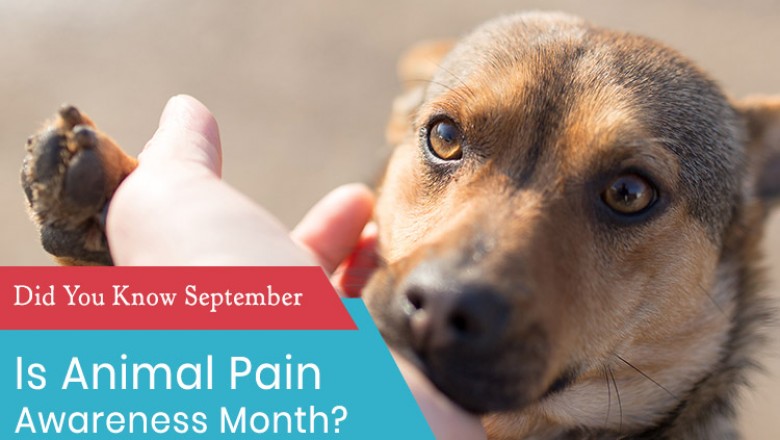 Did You Know September Is Animal Pain Awareness Month?