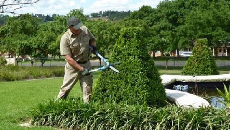 Tree Trimming in Tauranga