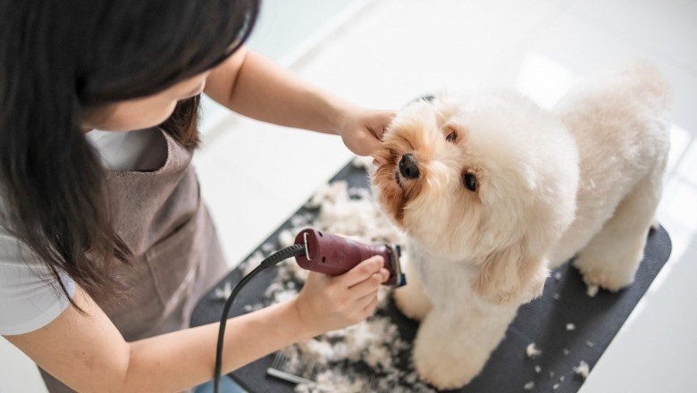 The Offical Dog Grooming Supply Overview