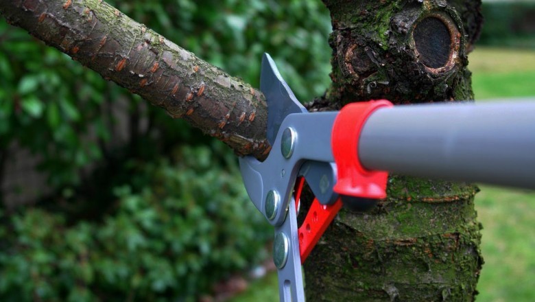 Tree Services Hamilton