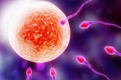 Research And Development Activities In The Field Of Artificial Sperms Are Increasing Rapidly, Which Is Driving The Industry's Growth