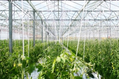 Automat World Greenhouse