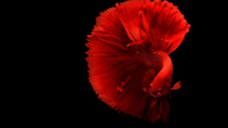 Do Bettas Need A Heater