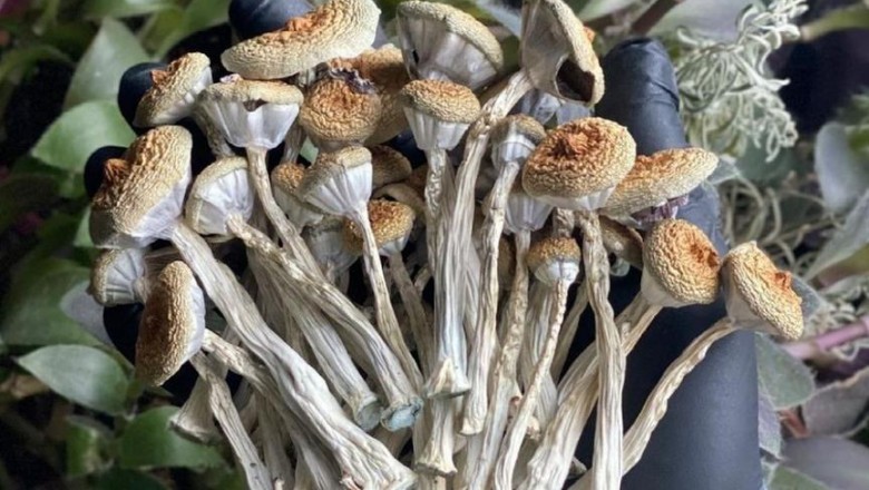 Best Place To Buy Magic Mushroom Online USA, Canada, UK, Australia & China